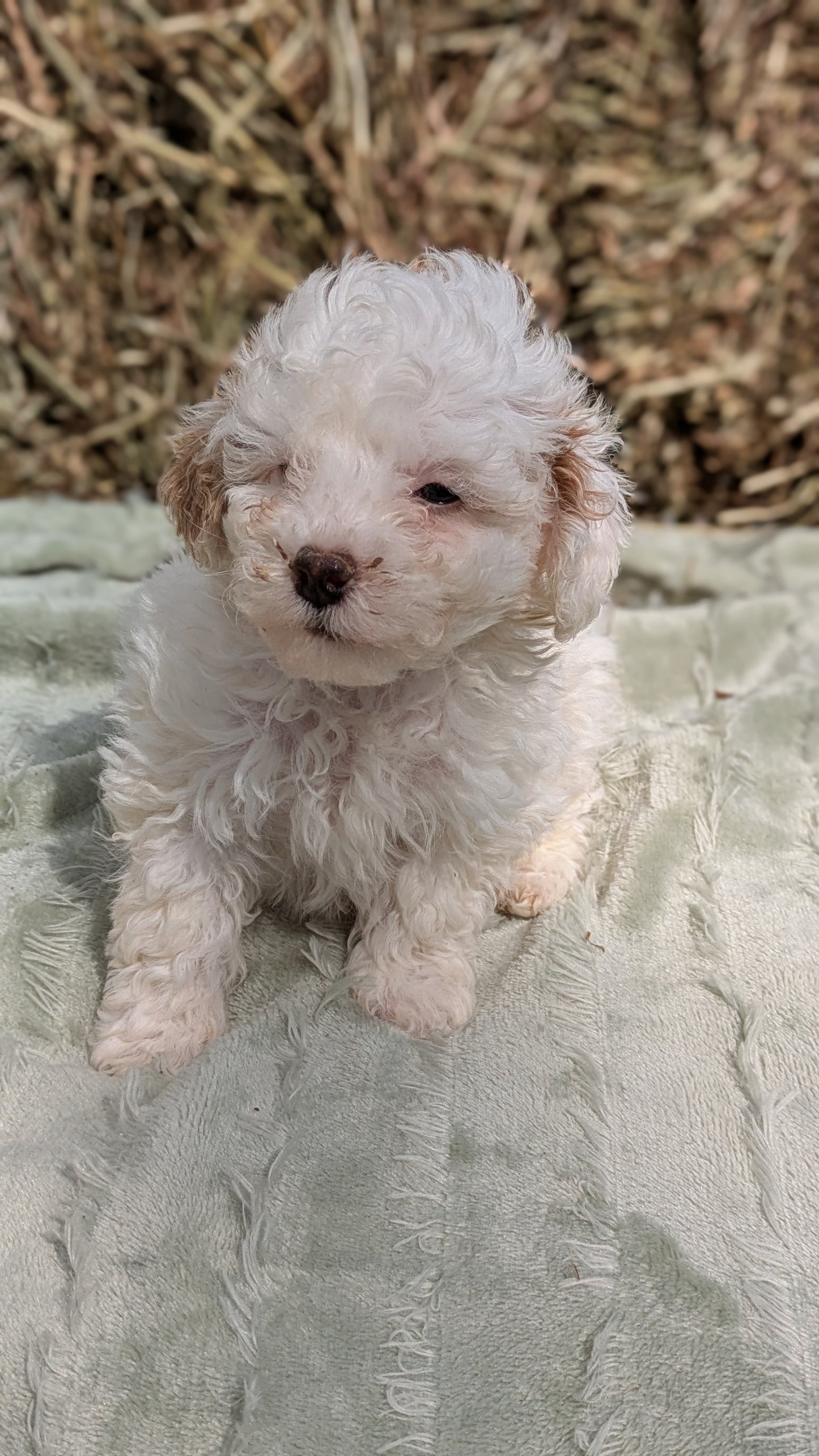 MINI POODLE (03/18) MALE