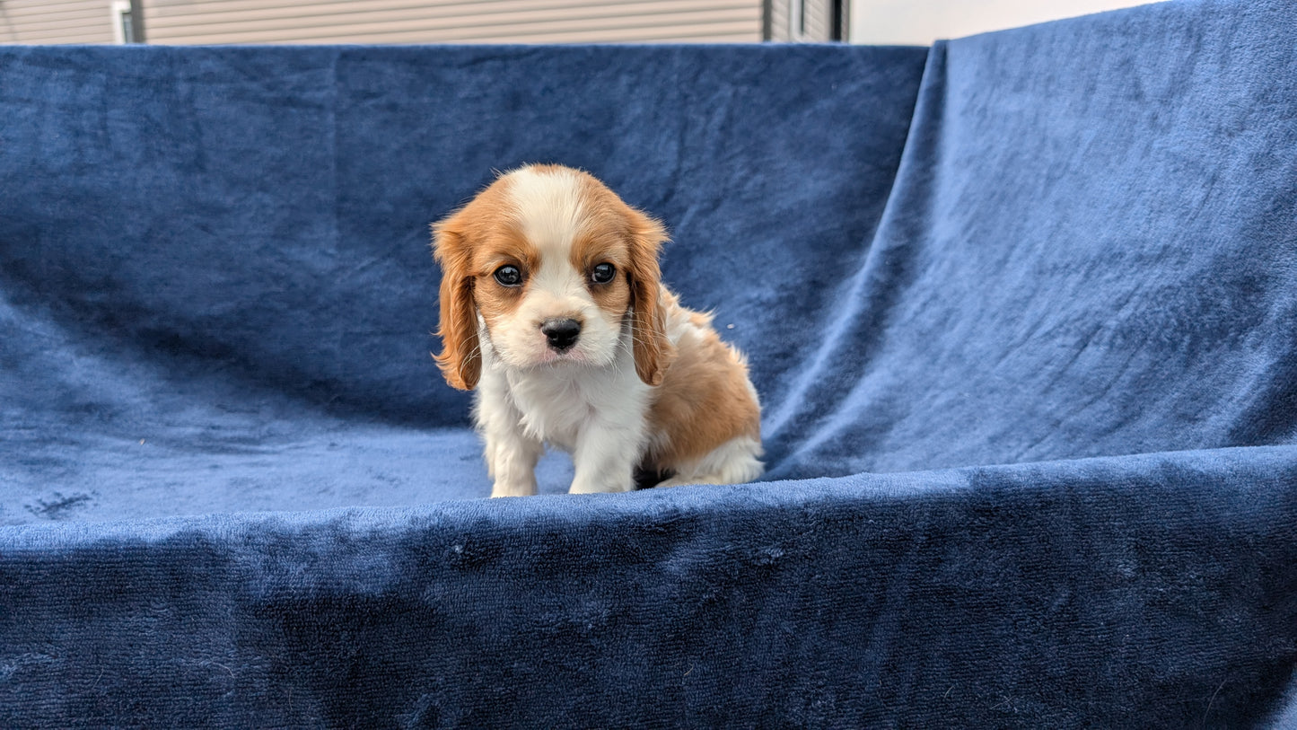 CAVALIER (05/19) MALE