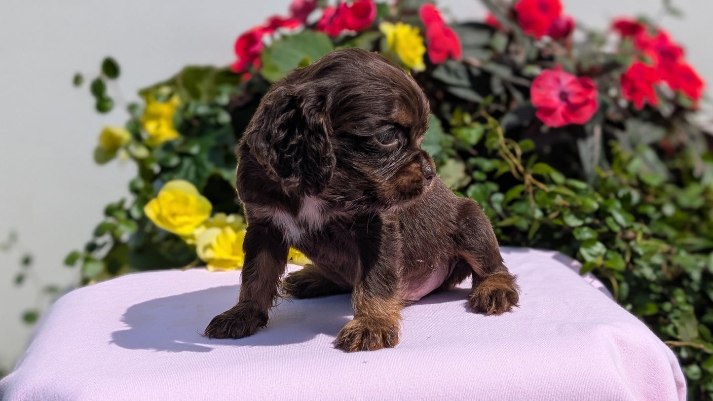 COCKER SPANIEL (07/16) MALE