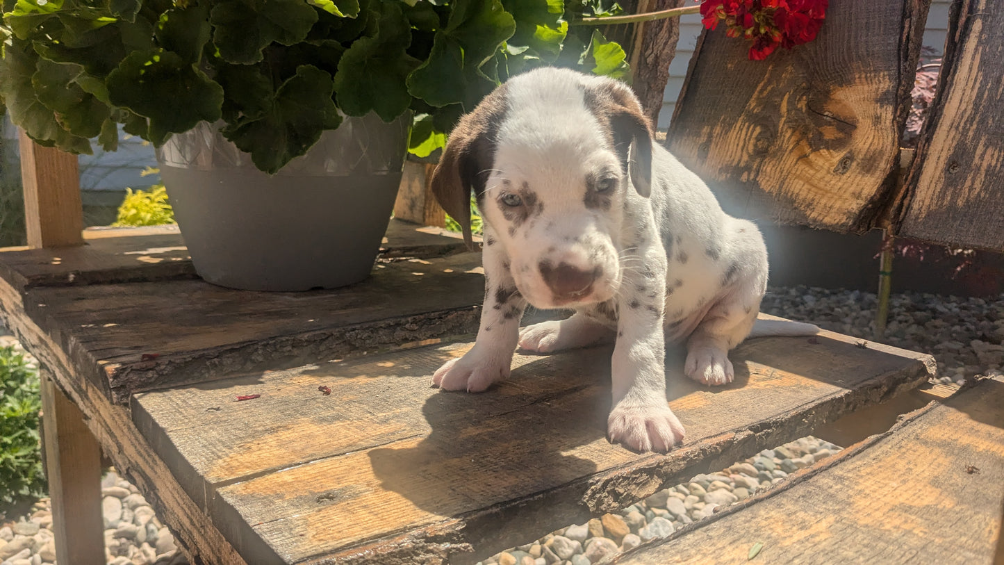 DALMATIAN (05/26) MALE