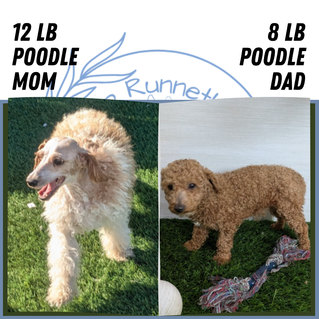 MINI POODLE (05/19) FEMALE