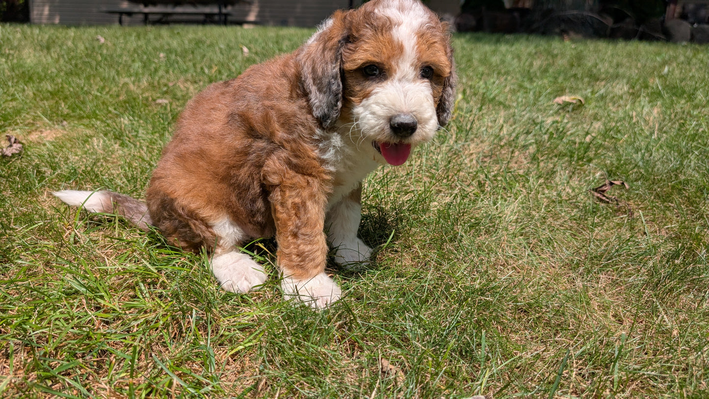 MINI BERNEDOODLE (06/11) MALE