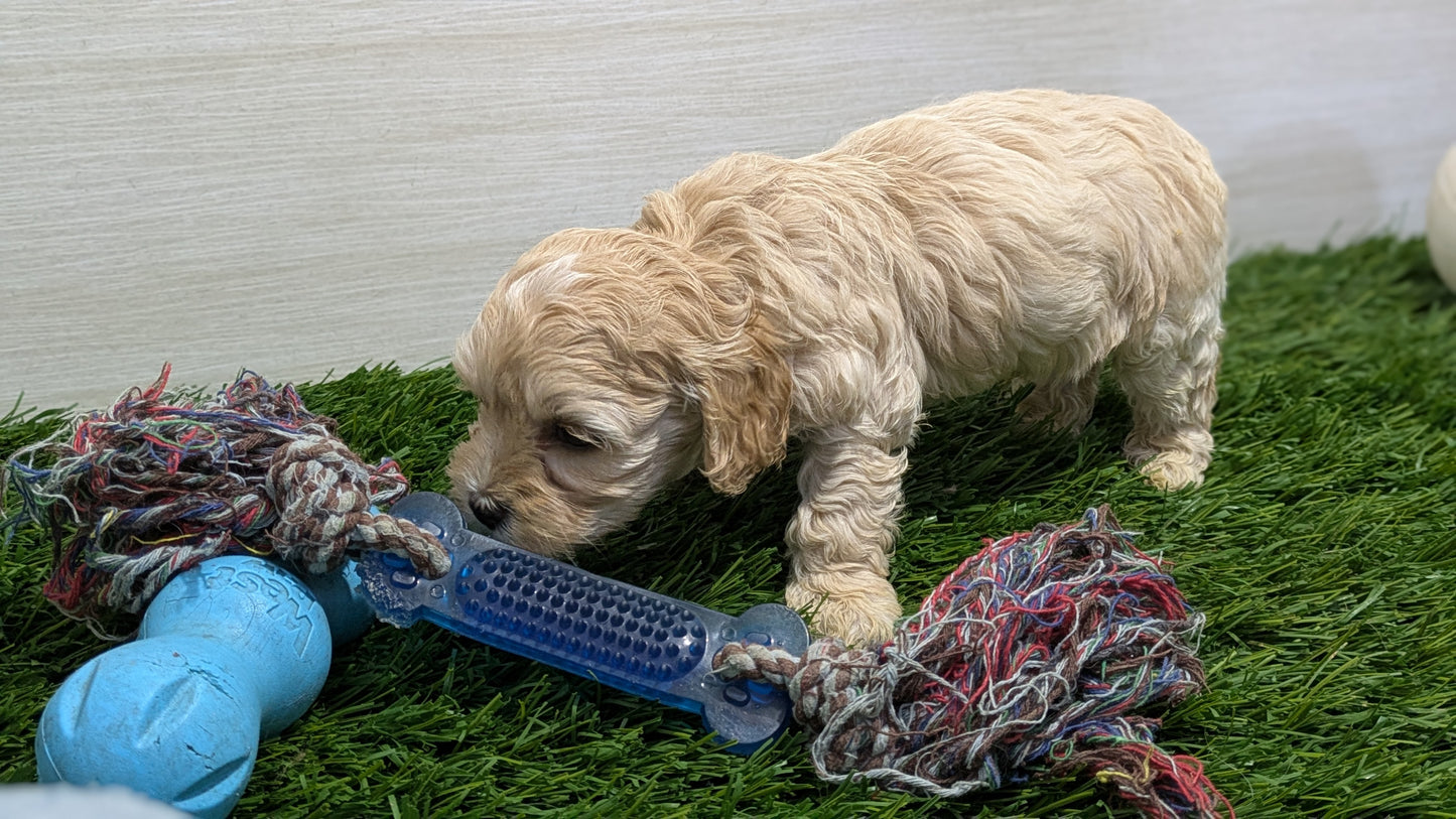 COCKAPOO (01/01) MALE