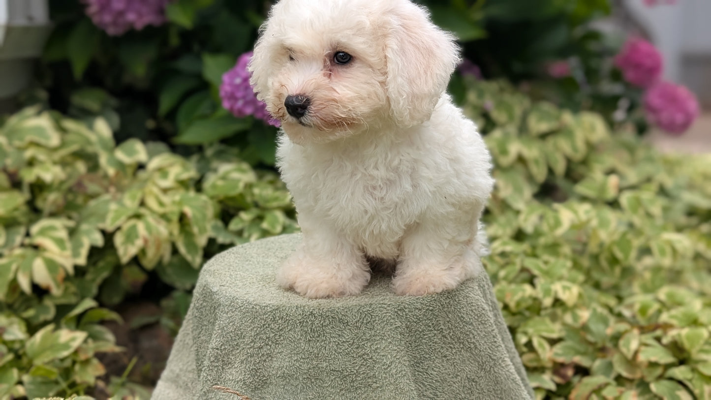 BICHON FRISE (06/19) MALE