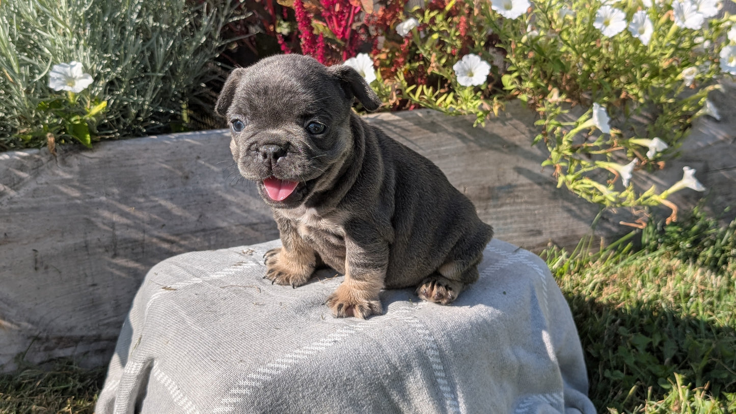 FRENCH BULLDOG (07/03) FEMALE