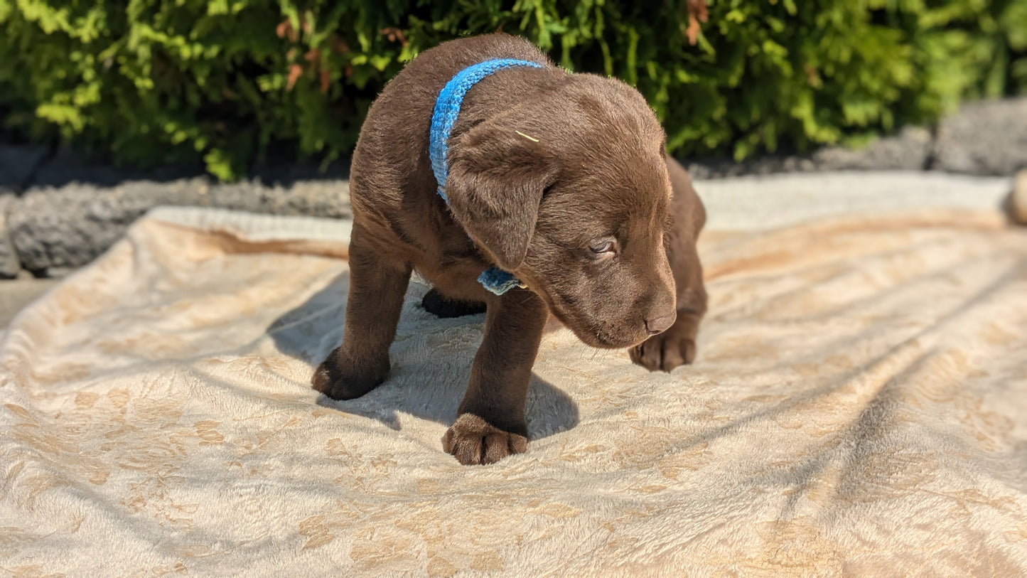 LABRADOR RETRIEVER (08/05) FEMALE