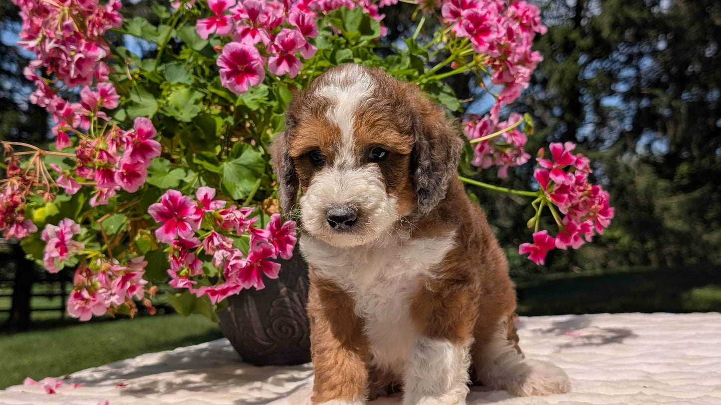 MINI BERNEDOODLE (06/11) MALE