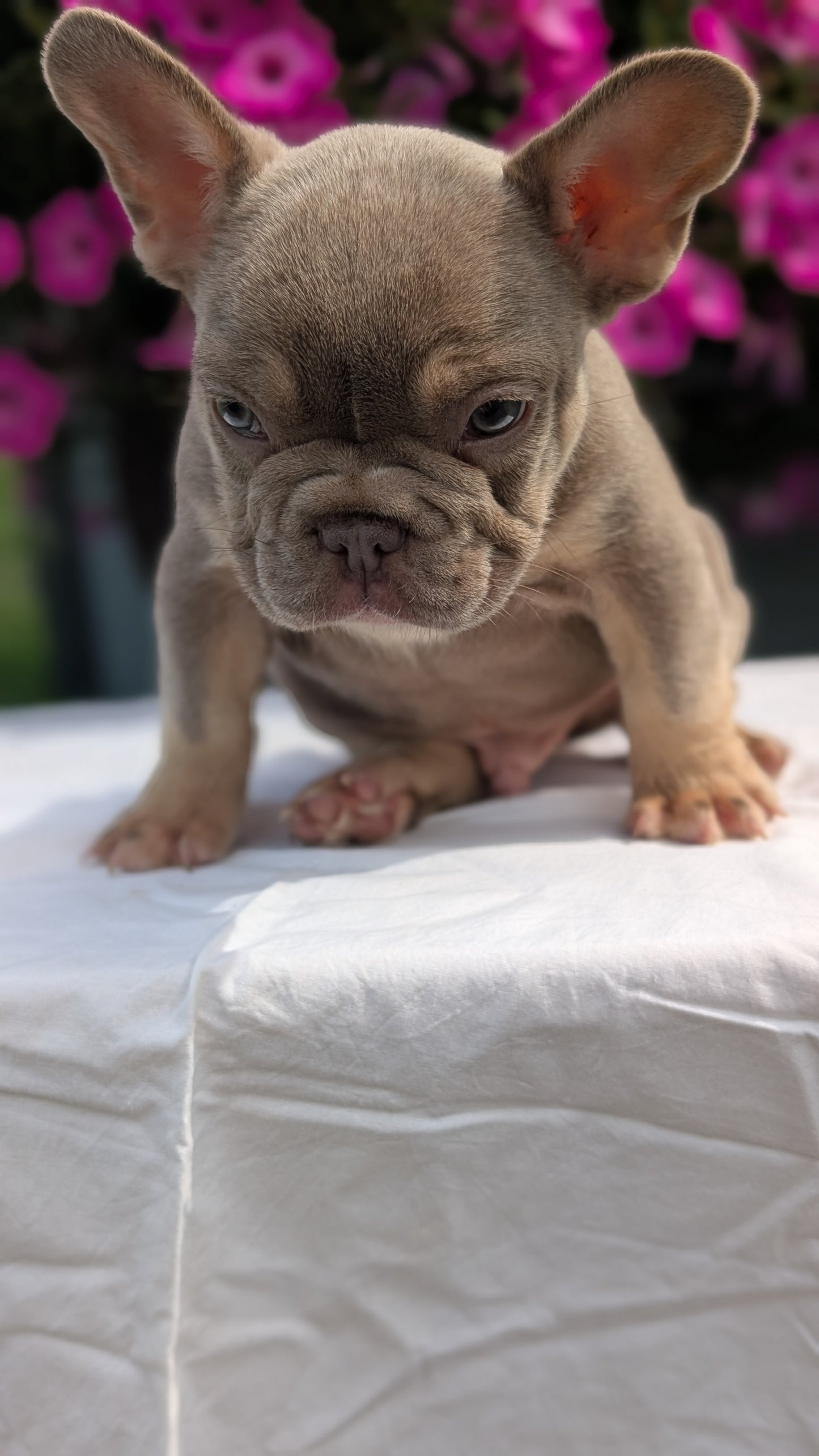FRENCH BULLDOG (06/27) MALE