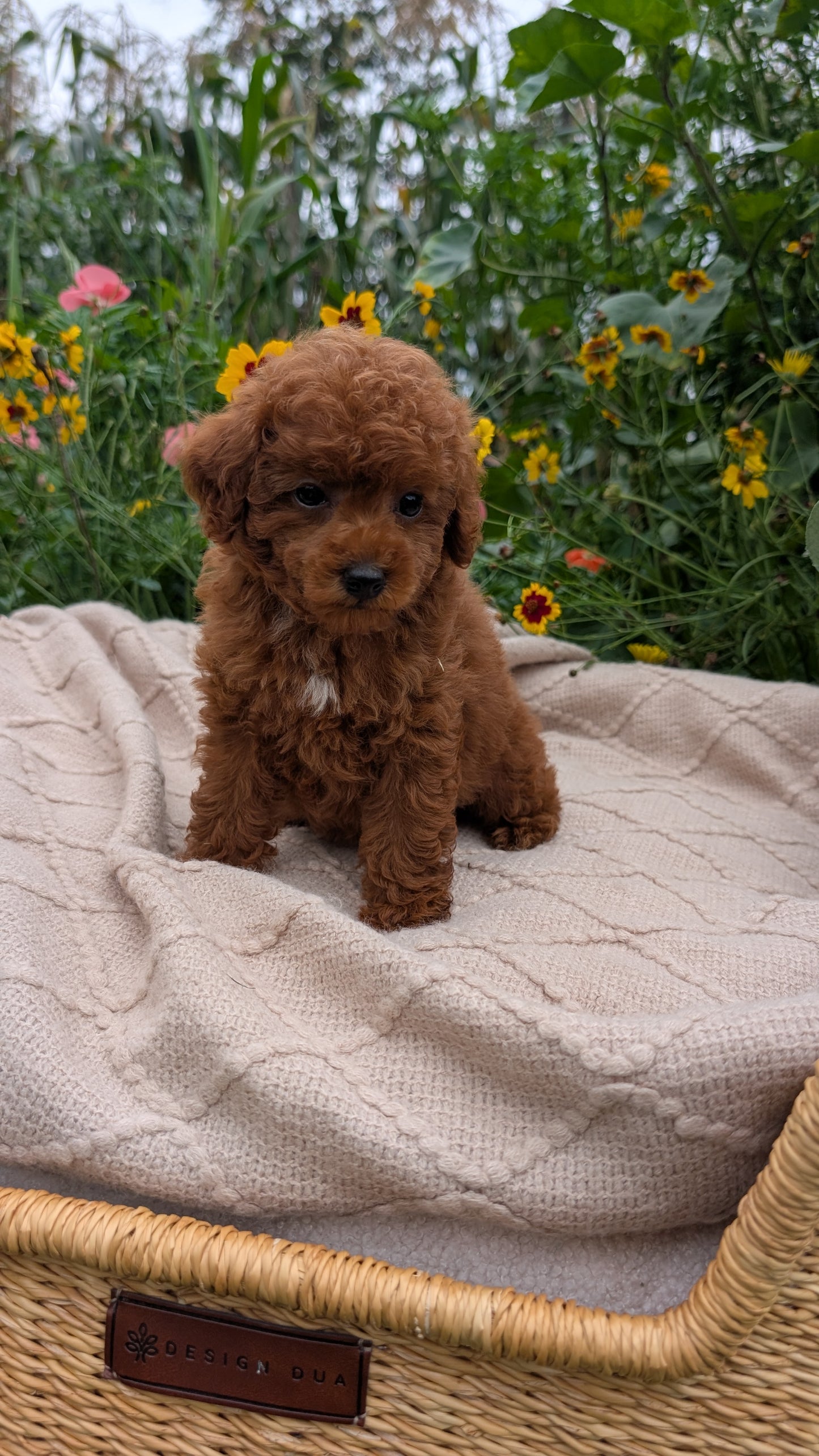 TOY POODLE (07/01) FEMALE