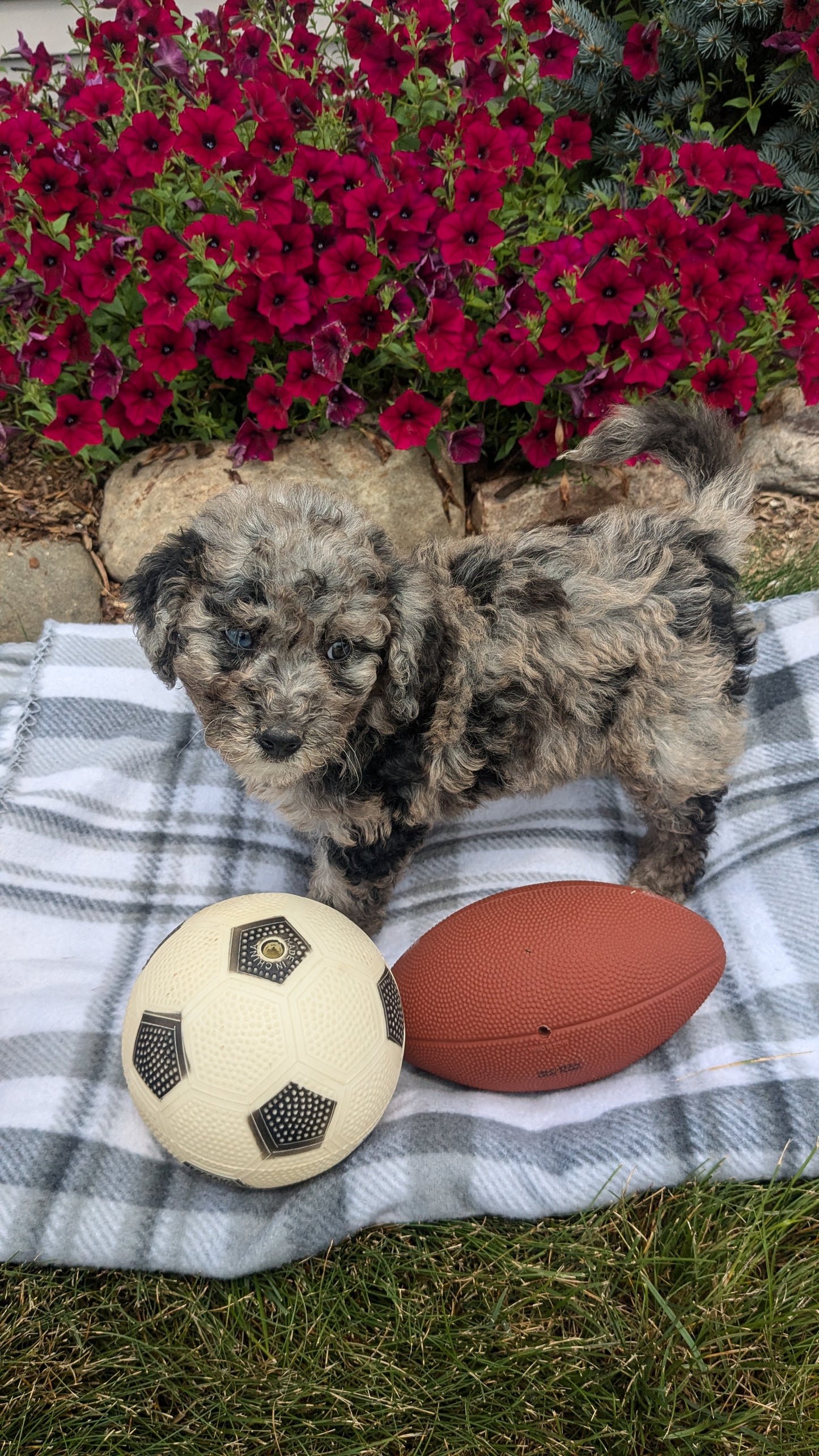 TOY BERNEDOODLE (06/11) FEMALE