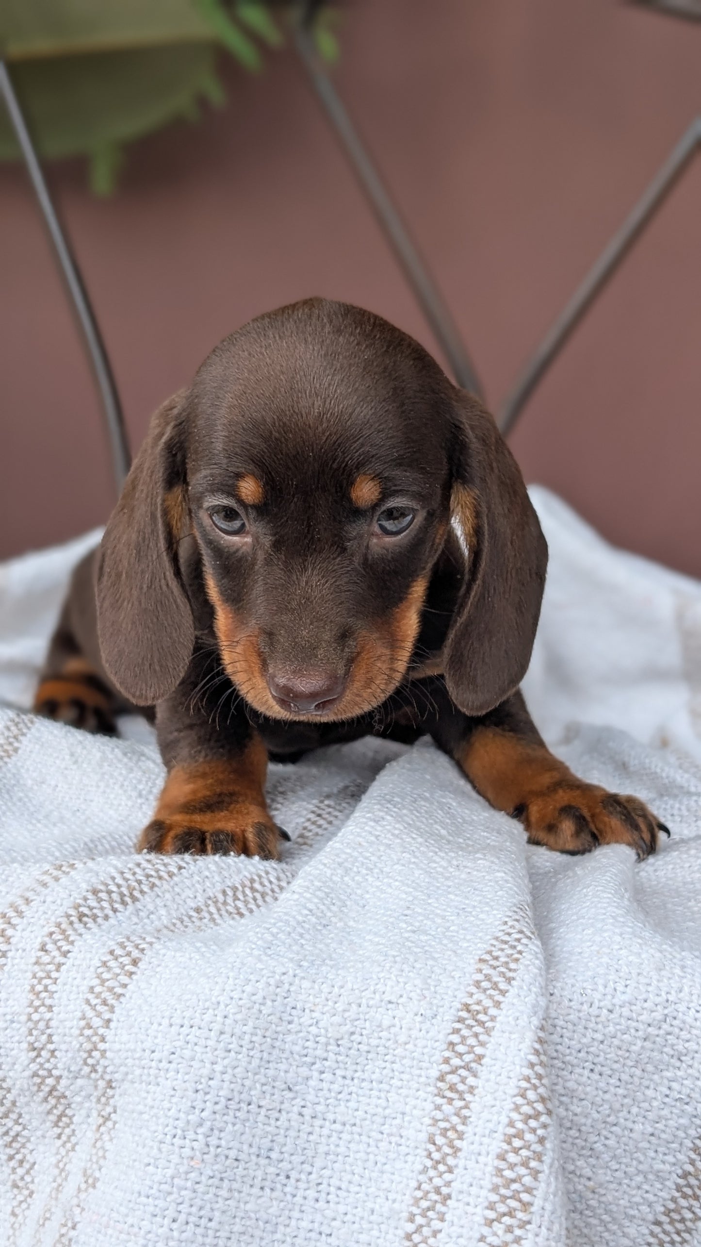 MINI DACHSHUND (MAY 26) MALE