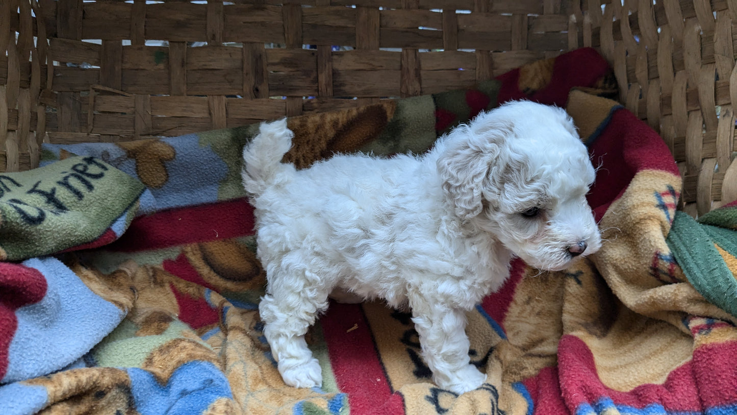 POOCHON (09/30) FEMALE