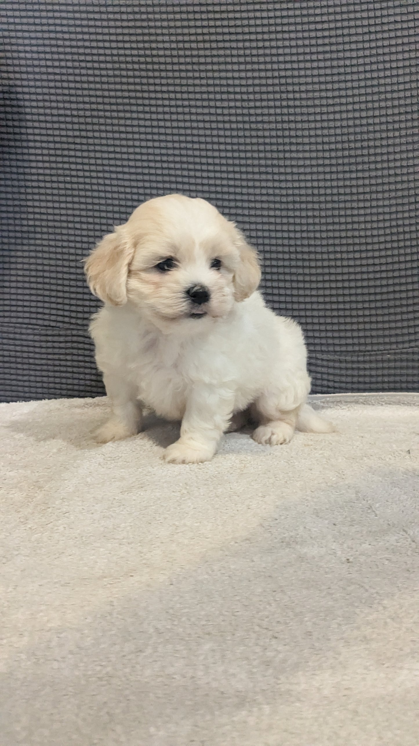 TEDDY BEAR (06/23) FEMALE