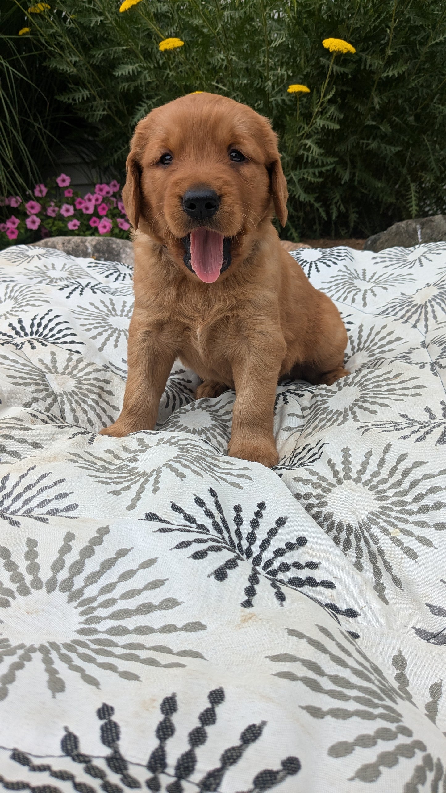 GOLDEN RETRIEVER (05/25) MALE