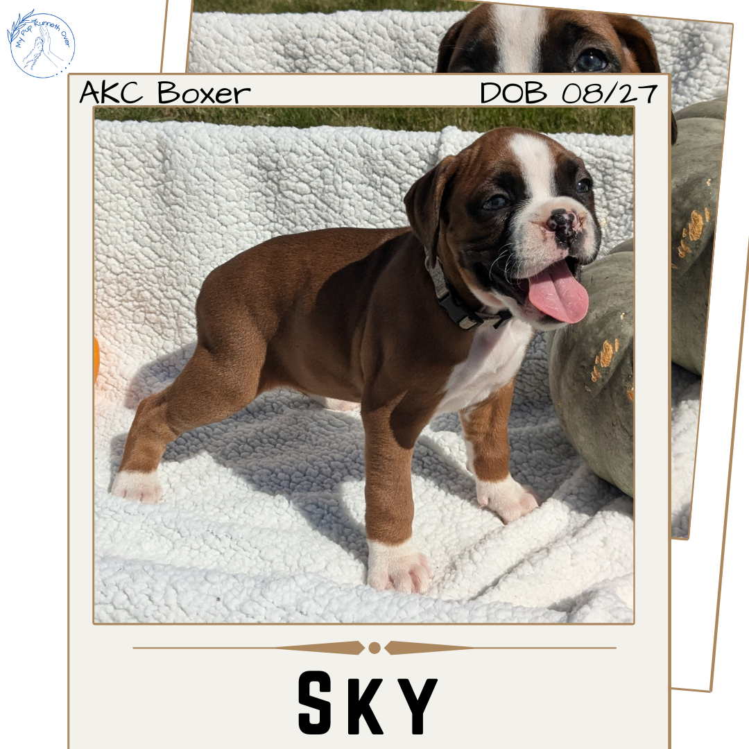 BOXER (08/27) FEMALE