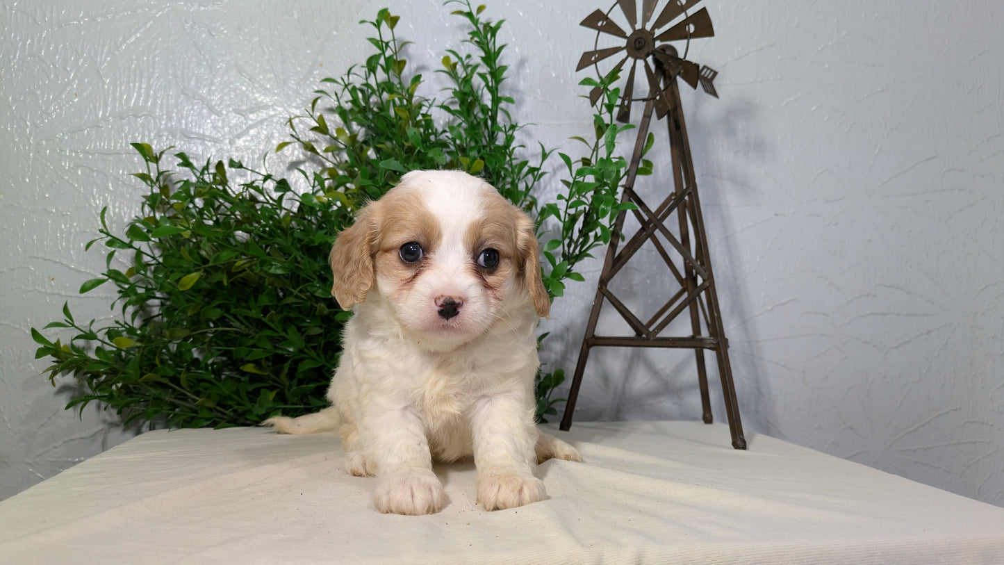 CAVAPOO (02/17) FEMALE