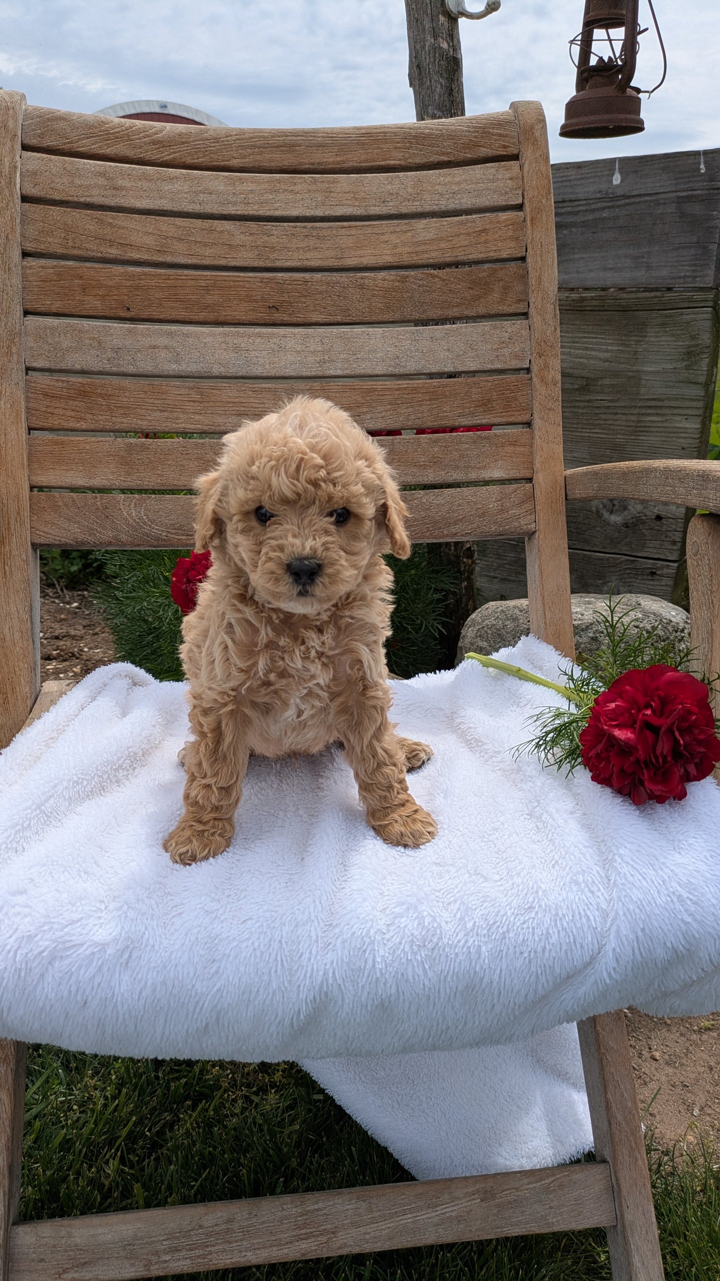 MINI POODLE (03/30) MALE