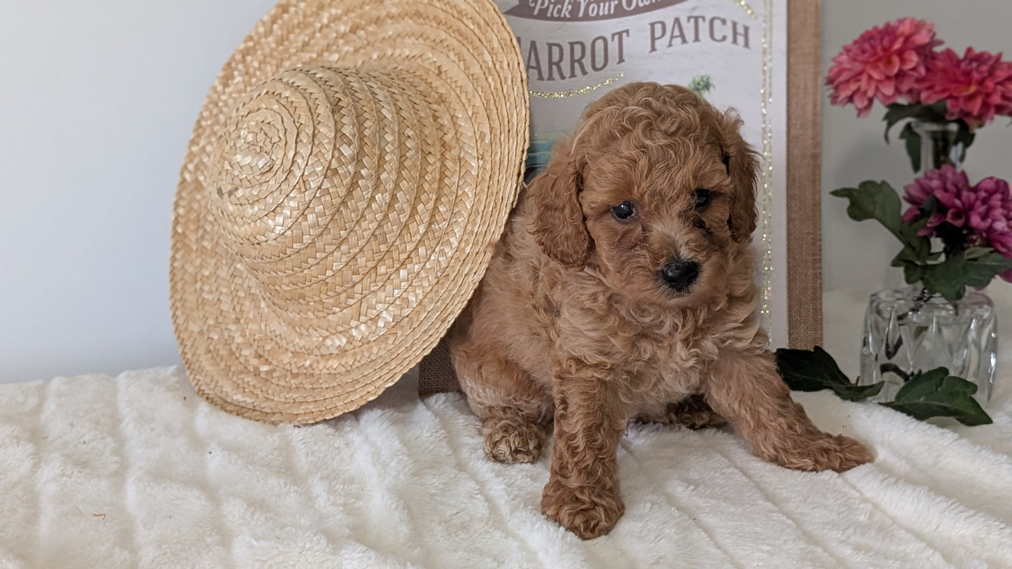 MINI POODLE (06/29) MALE