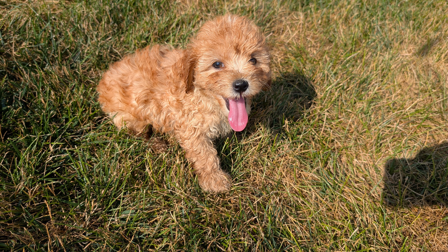 CAVAPOO (05/29) MALE