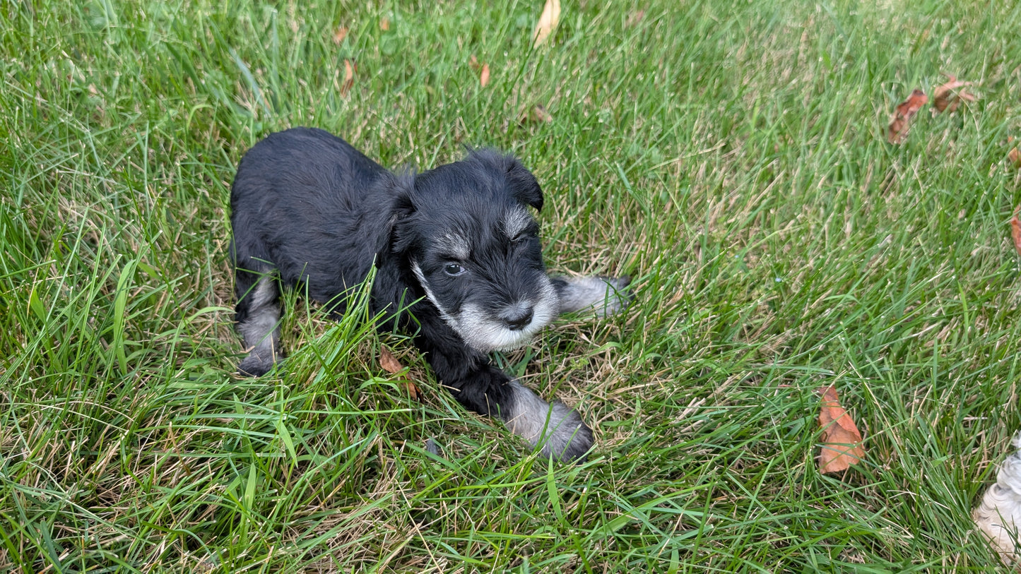MINI SCHNAUZER (05/29) MALE