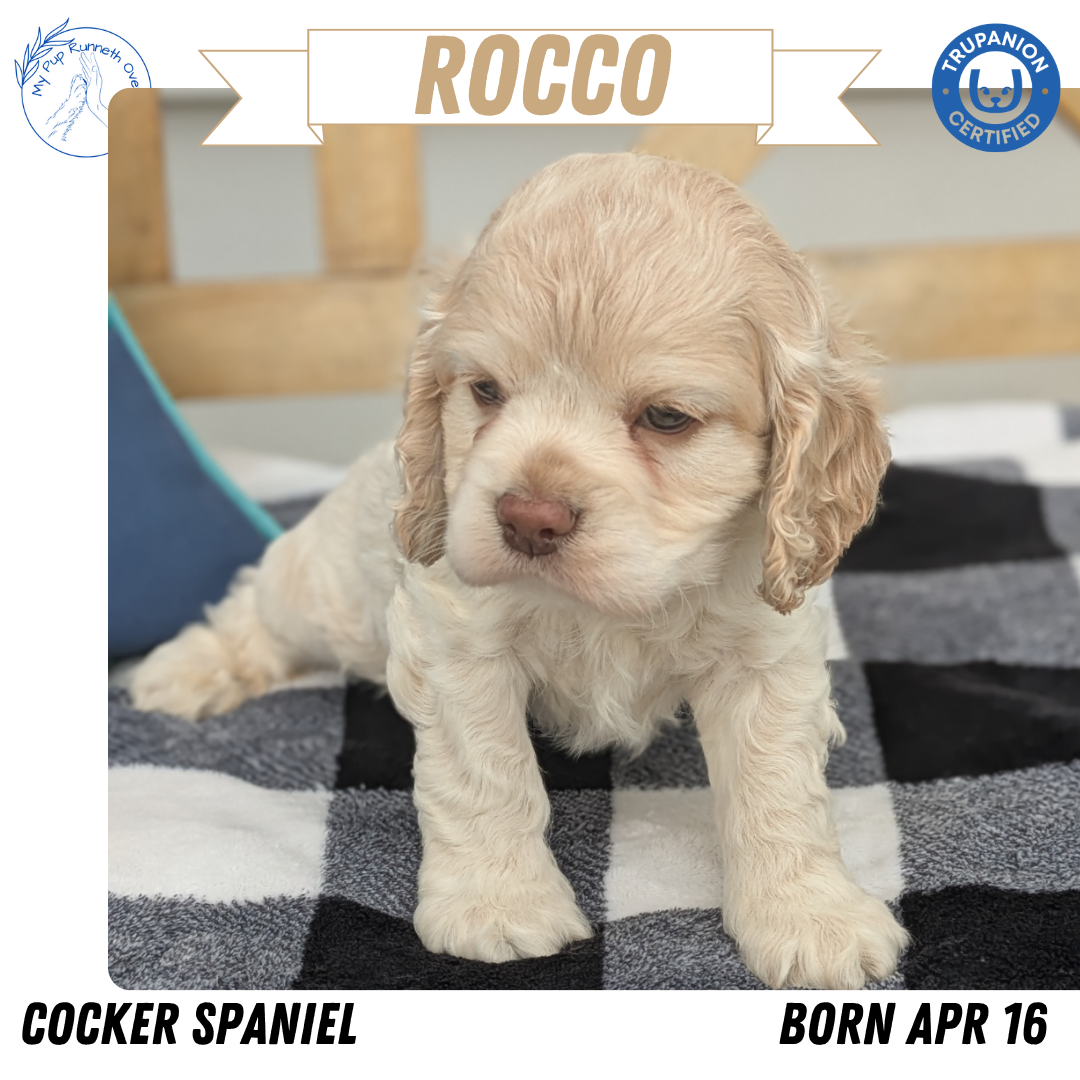 COCKER SPANIEL (04/16) MALE