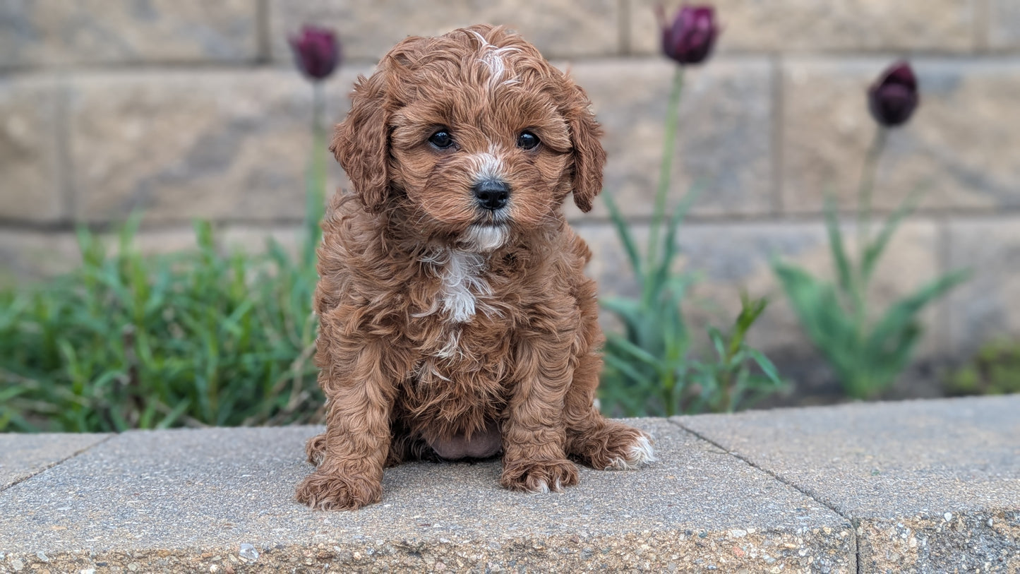 CAVAPOO (03/24) FEMALE