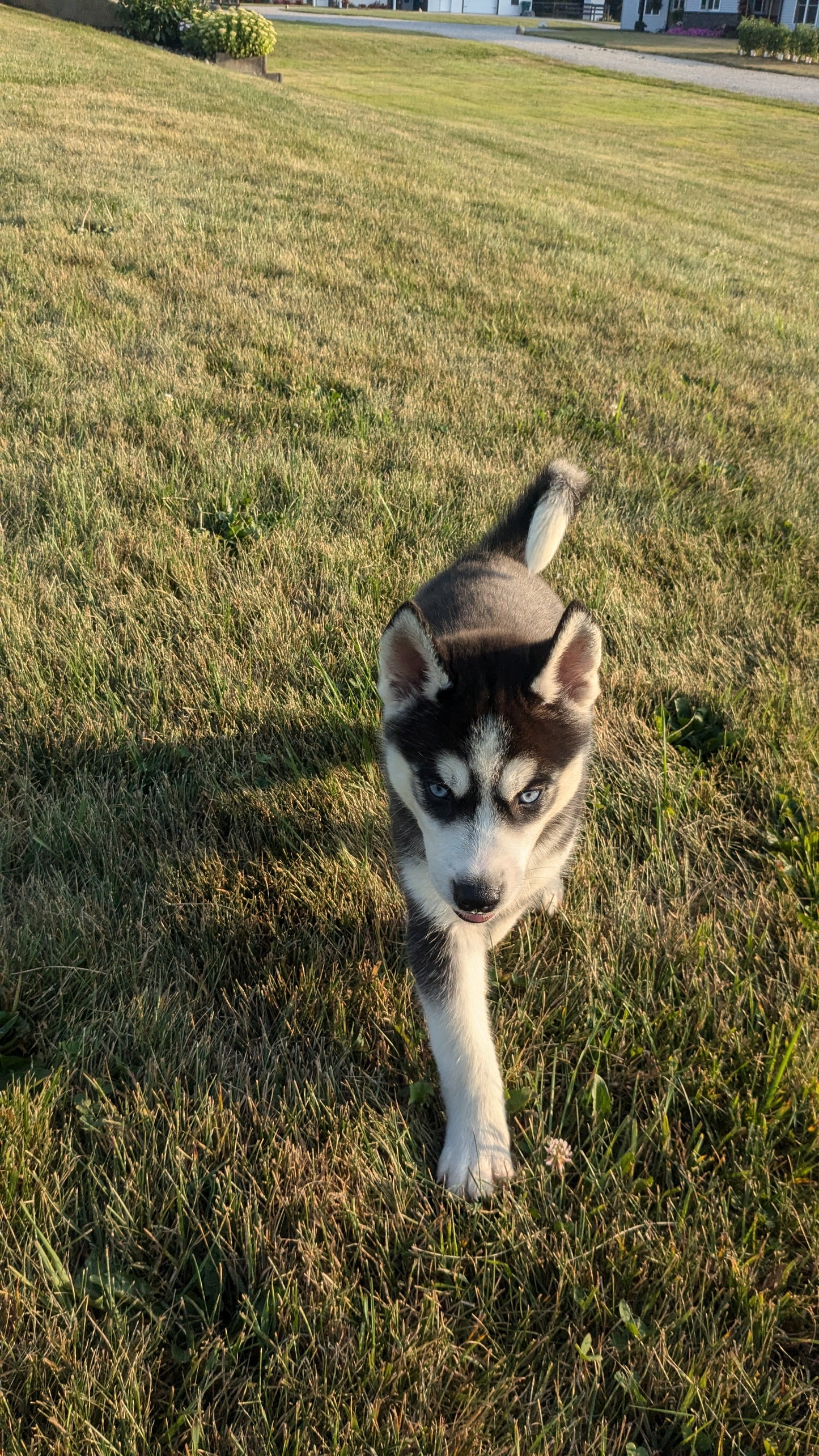 SIBERIAN HUSKY (06/22) MALE