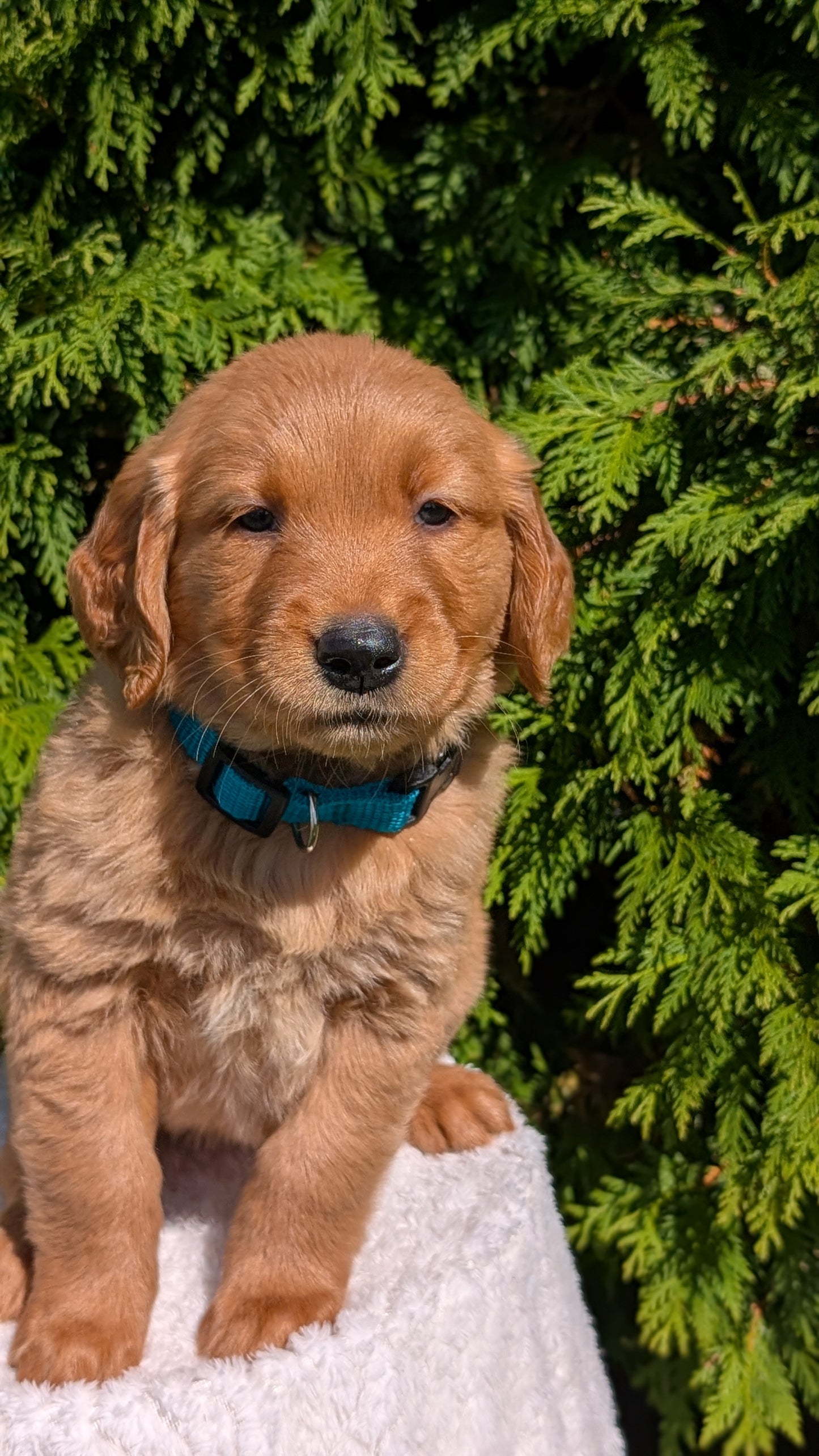 GOLDEN RETRIEVER (07/16) FEMALE