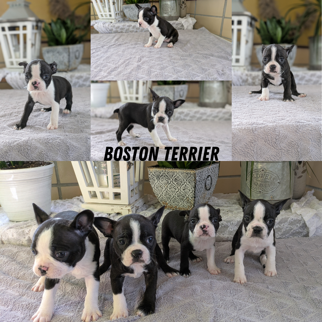 BOSTON TERRIER (12/09) FEMALE