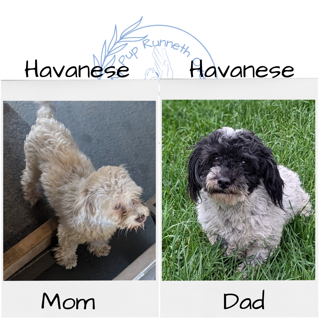 HAVANESE (08/23) MALE