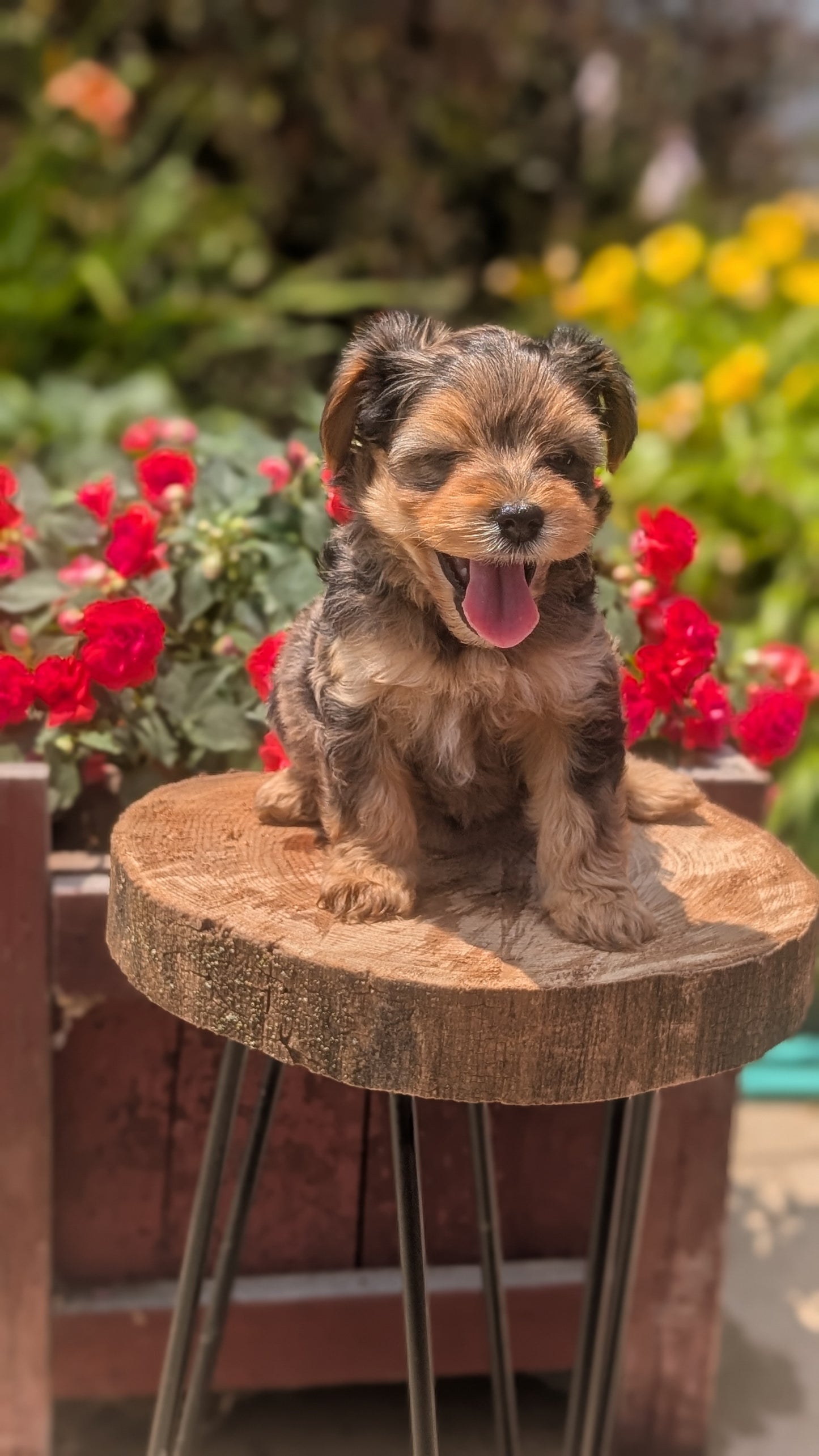 YORKIPOO (MAY 26) FEMALES