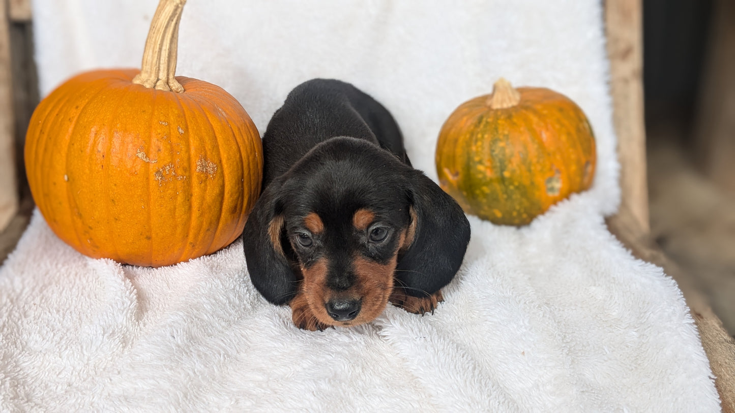 MINI DACHSHUND (08/13) MALE