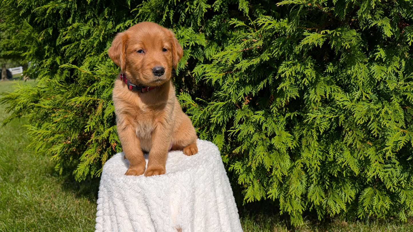 GOLDEN RETRIEVER (07/17) FEMALE