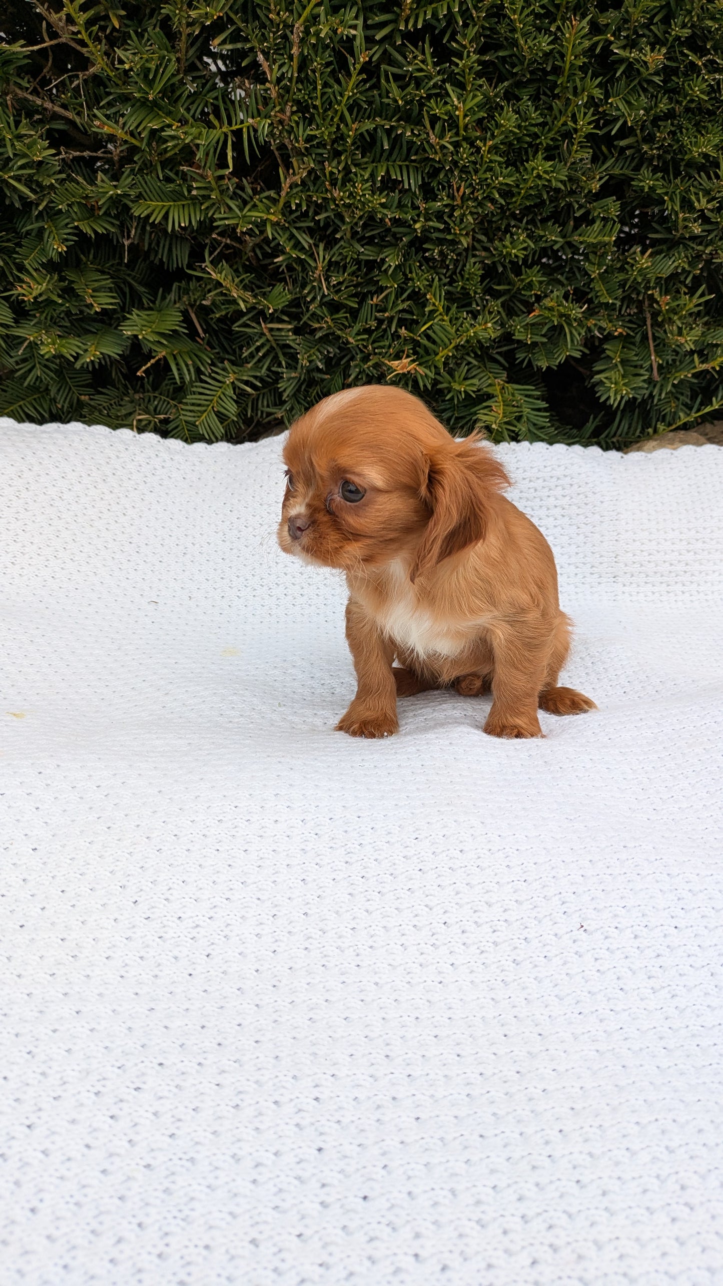 CAVALIER (02/10) FEMALE
