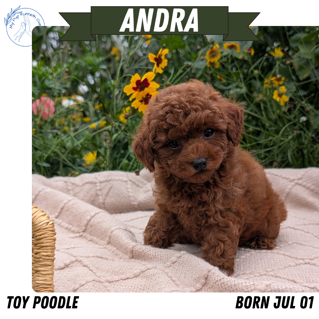 TOY POODLE (07/01) FEMALE
