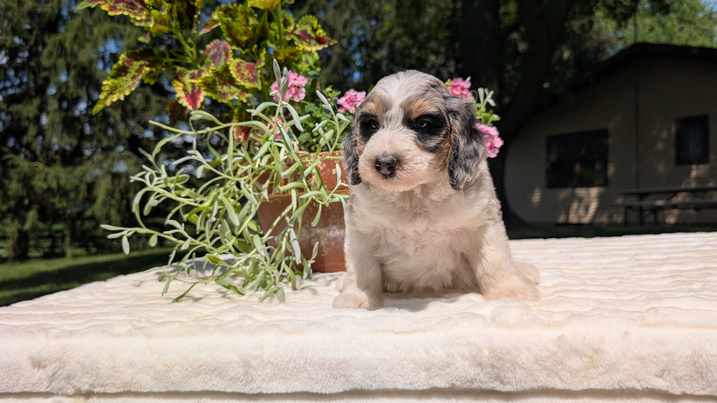 MINI BERNEDOODLE (06/11) FEMALE