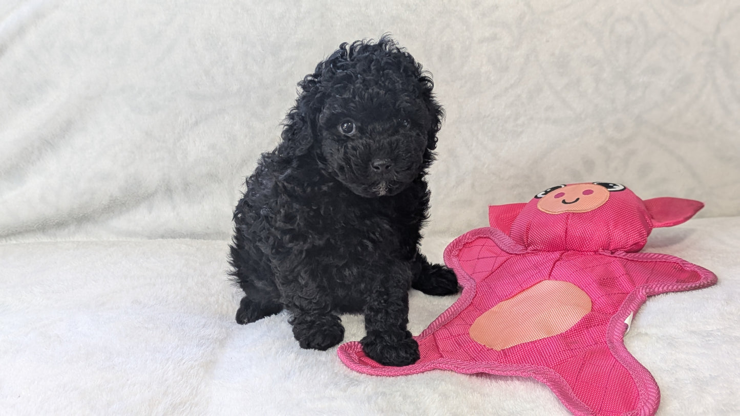 MINI POODLE (01/10) MALE
