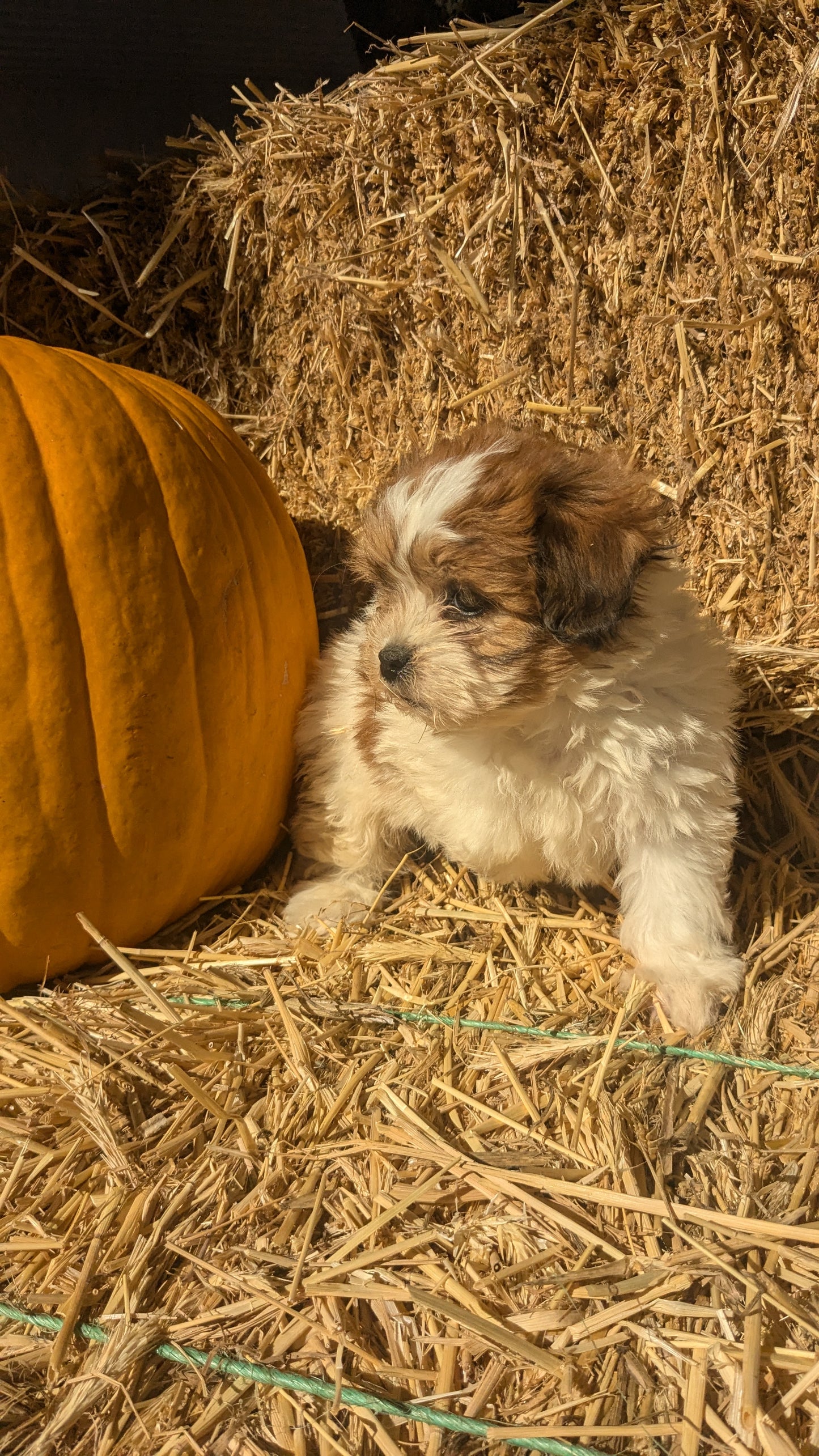 TEDDY BEAR (08/16) FEMALE
