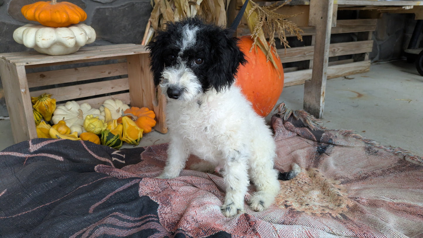 TOY BERNEDOODLE (06/11) MALE