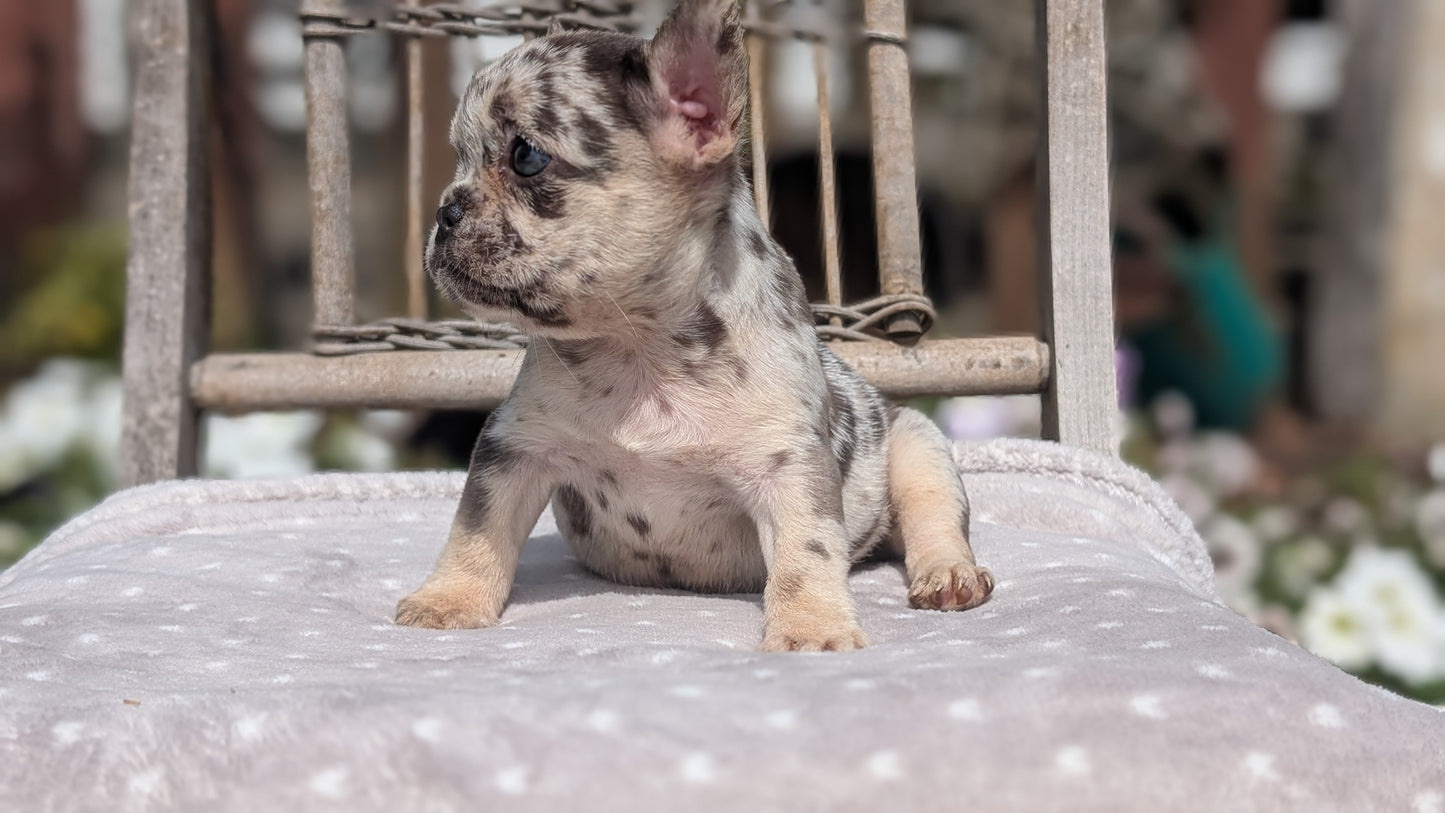 FRENCH BULLDOG (07/11) FEMALE