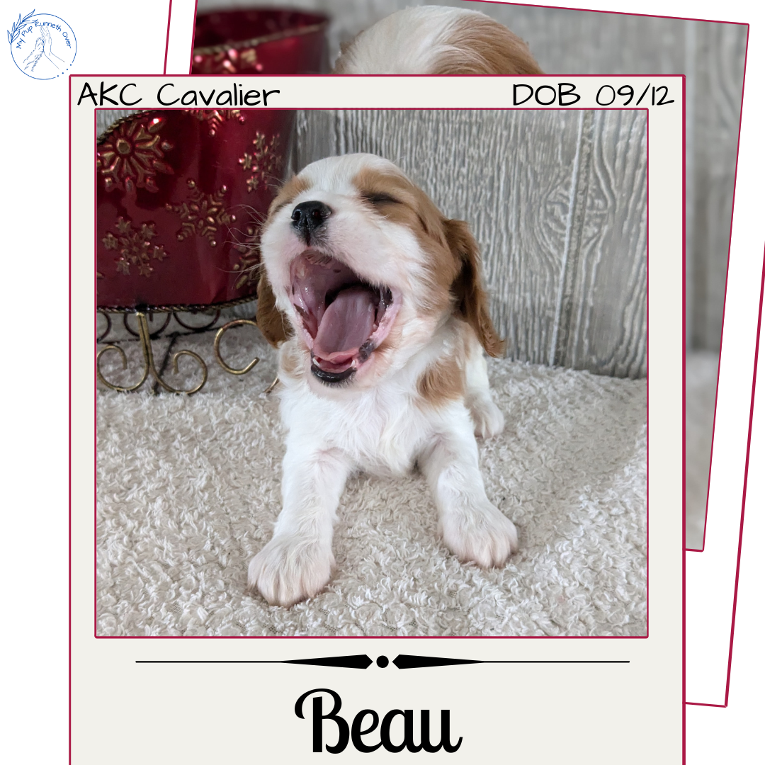 CAVALIER (09/12) MALE