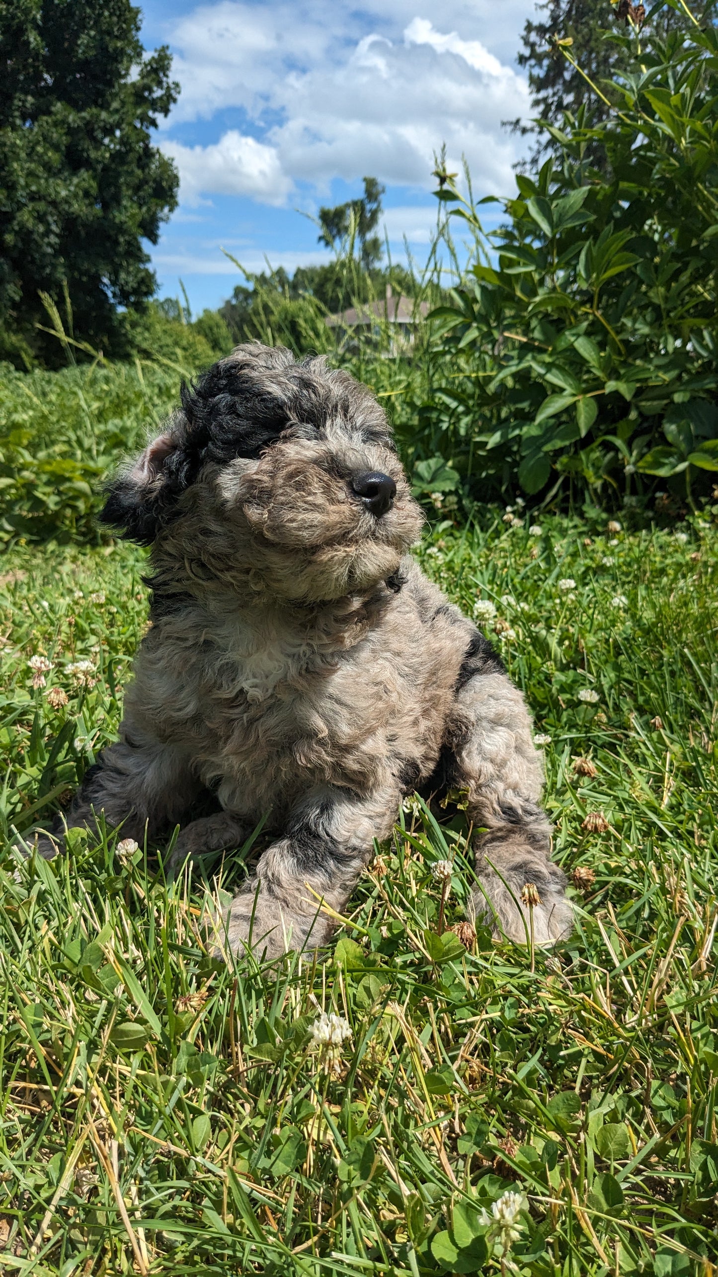 MINI POODLE (04/27) MALE