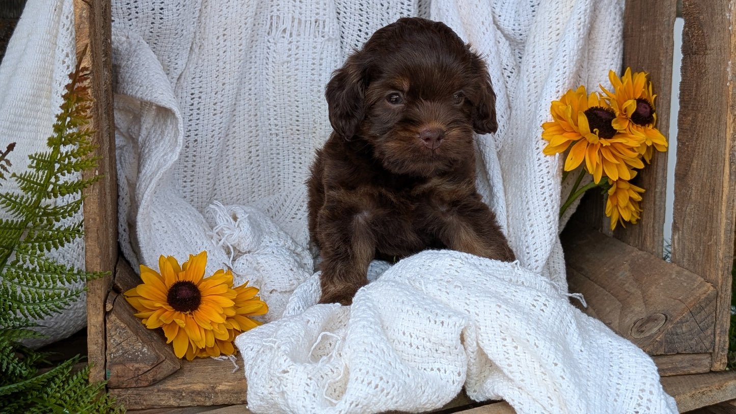 COCKAPOO (06/02) MALE