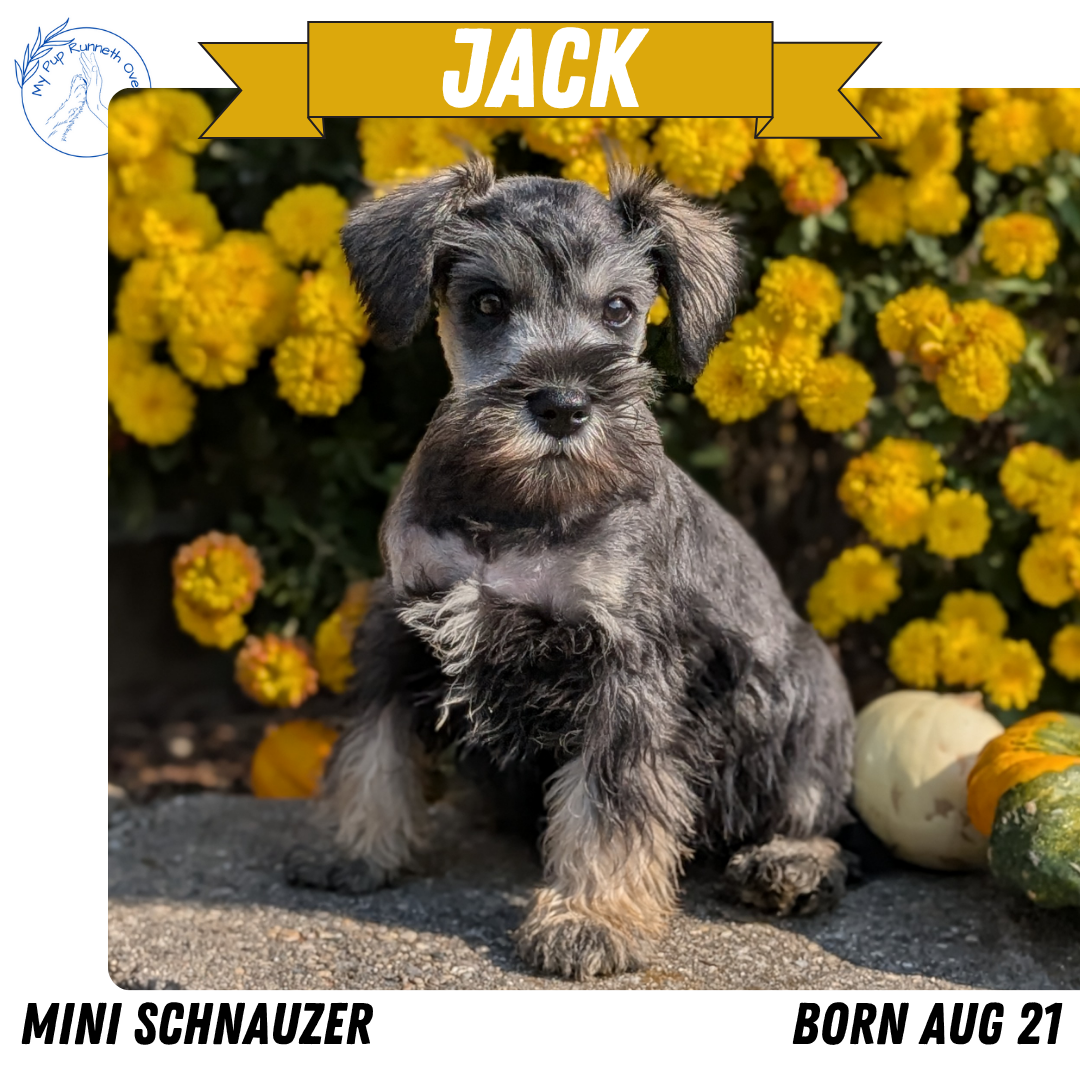 MINI SCHNAUZER (08/21) MALE