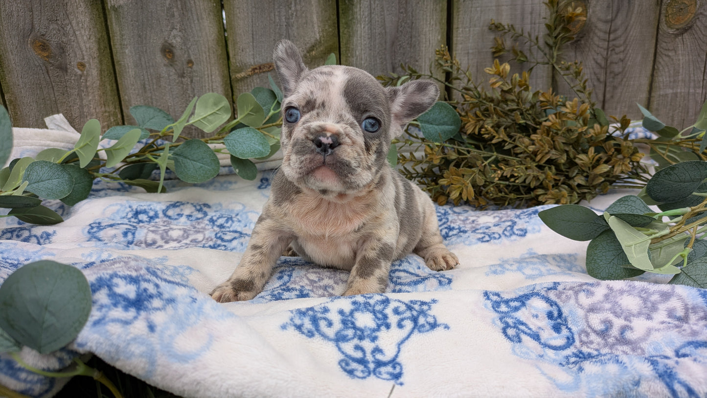 FRENCH BULLDOG (03/04) FEMALE