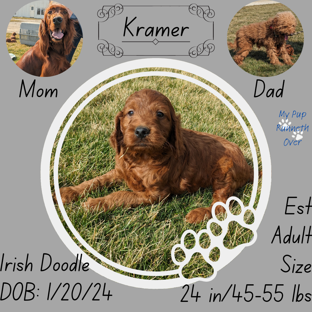 IRISH DOODLE (1/20) MALE