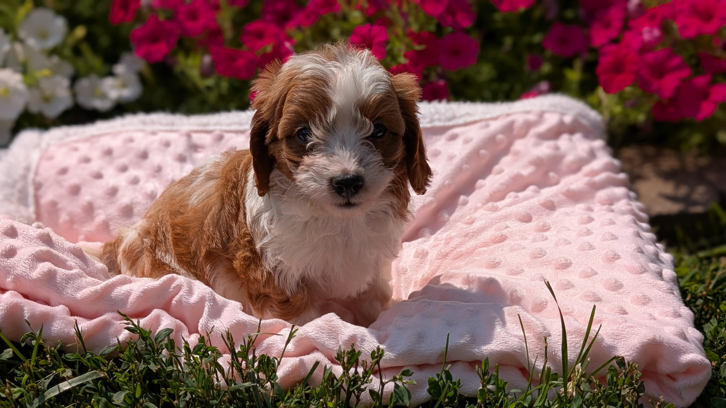 CAVAPOO (06/19) MALE