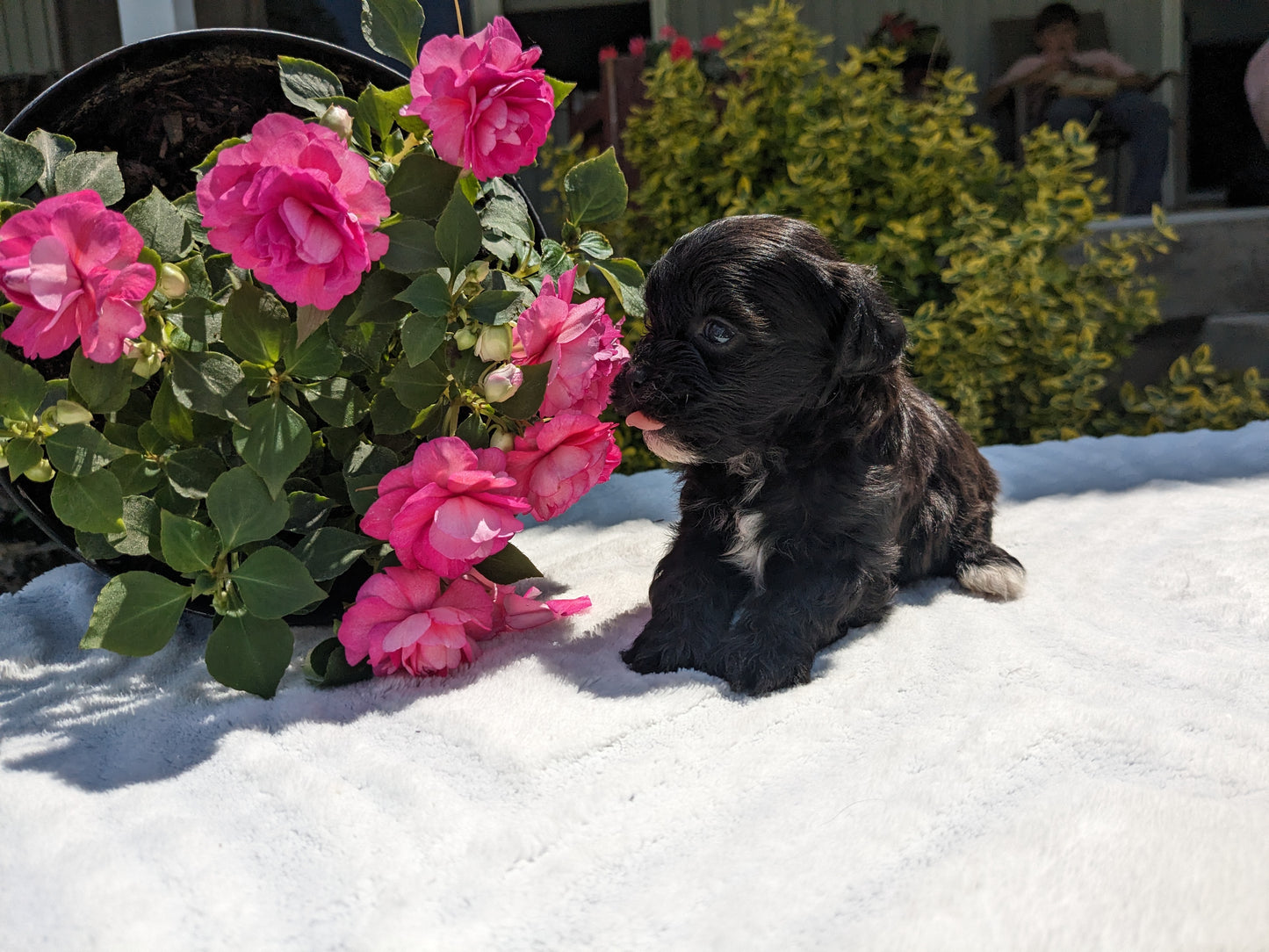 SHIH-POO (04/22) MALE