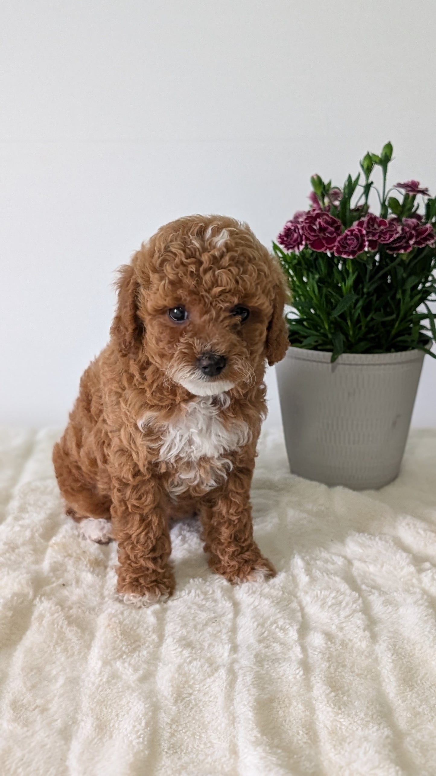 MINI GOLDENDOODLE (MAR 13) FEMALES