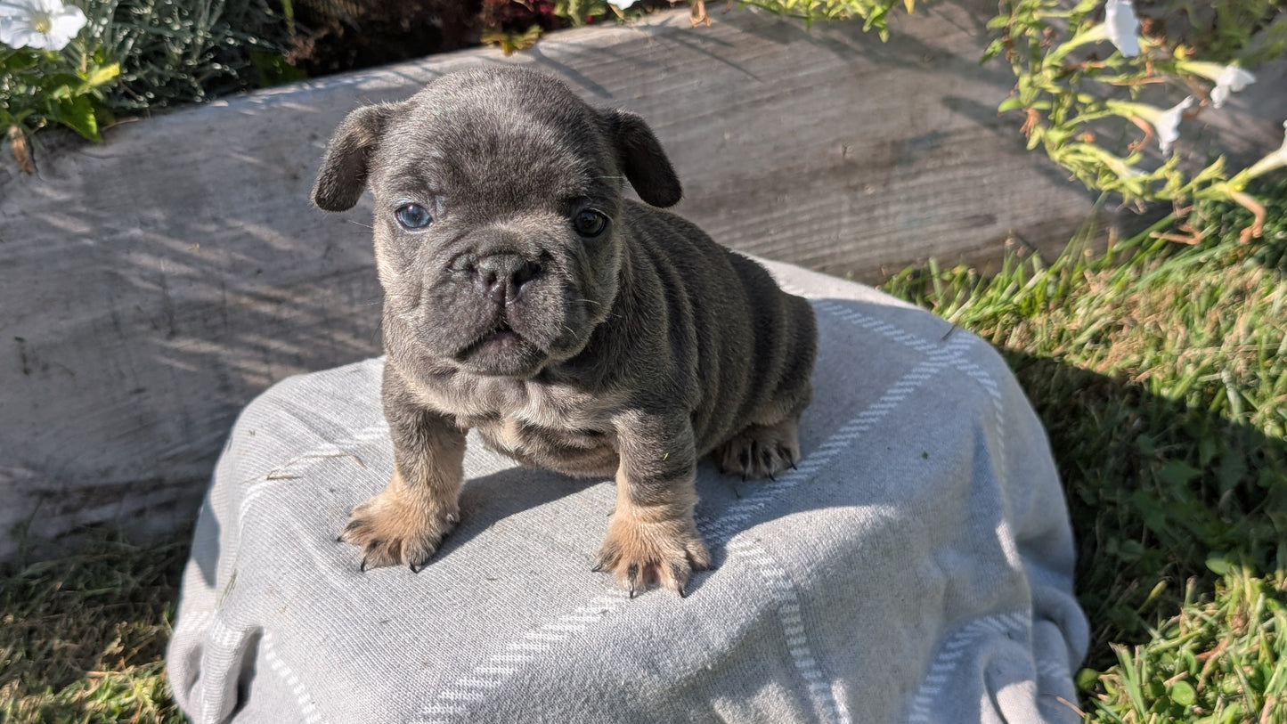 FRENCH BULLDOG (07/03) FEMALE